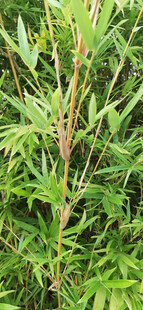 野外繁茂生长的绿色竹子
