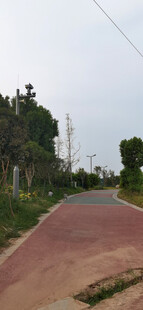 乡村蜿蜒小路景色