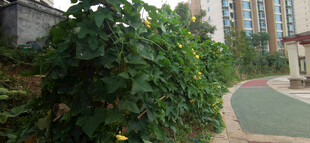 小区绿植环绕的休闲小径