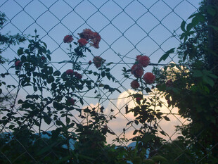夕阳下围栏旁的盛放花朵