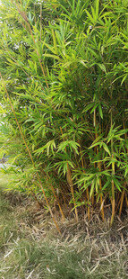 翠绿竹林自然清新景致