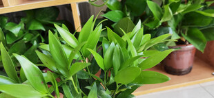 翠绿盆栽植物展示