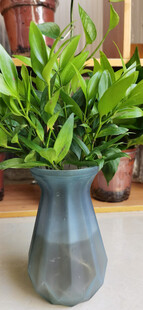 灰盆绿植清新室内小景