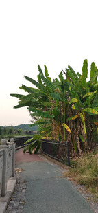 路边茂盛的香蕉树景观