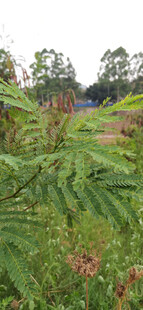 野外茂盛的绿色植物枝叶