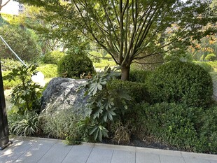 庭院绿植景观石景致