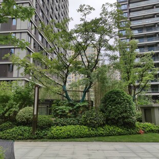 城市中的绿意盎然景观