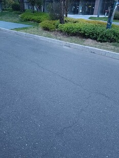 平整沥青路面及路边绿植