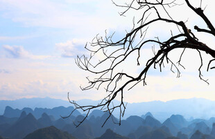 山峦间的枯树枝美景