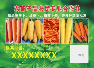胡萝卜彩页