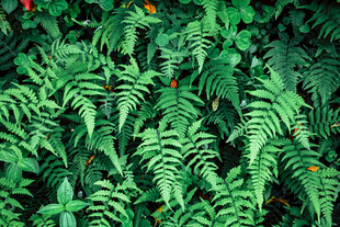 翠绿蕨类植物生机盎然