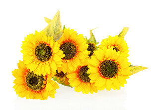 一束灿烂的黄色向日葵