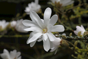 洁白玉兰花绽放枝头
