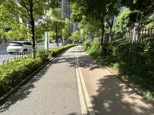 城市林荫下的幽静骑行道