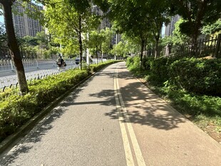 城市林荫小道