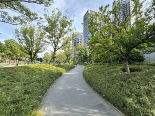 城市中的静谧林荫小径