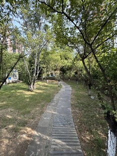 林间幽静小路