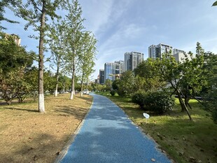 城市中的清新林荫步道