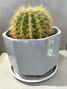 灰色花盆中的球形仙人掌