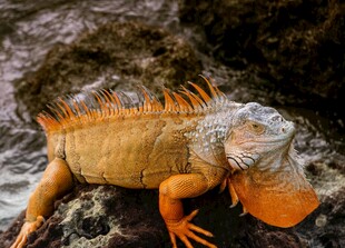 岩石上的橙色鬣蜥