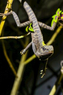 树枝上的变色龙
