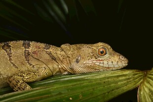 叶上的蜥蜴特写