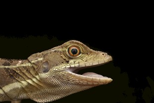 张嘴的蜥蜴特写