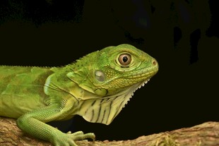 翠绿蜥蜴栖于树枝上