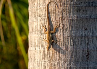 树干上的小蜥蜴