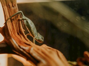 树枝上的绿色蜥蜴