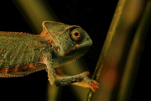 树枝上的变色龙