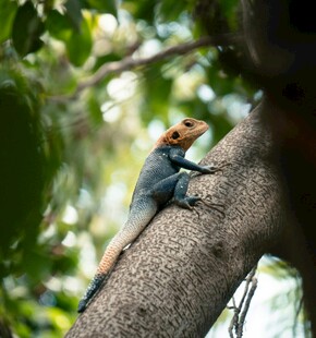 树枝上的彩色蜥蜴
