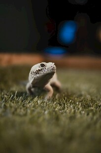 草地上的可爱小蜥蜴