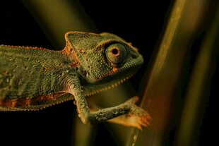 树枝上的变色龙