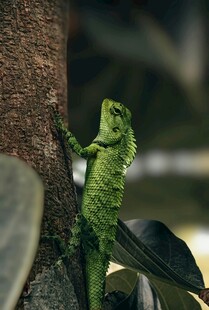绿色蜥蜴攀附树干