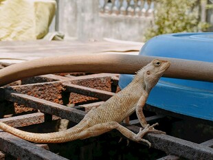 栖息在烤架上的小蜥蜴