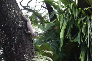 树干上的蜥蜴与繁茂植物