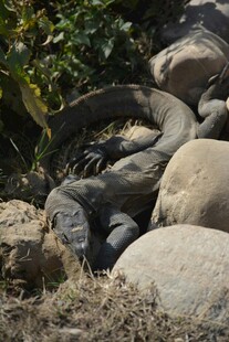 岩石间的蜷卧蛇