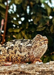 树枝上的斑驳变色龙