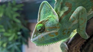 翠绿变色龙栖息于枝头