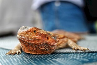 趴在织物上的橘色鬃狮蜥