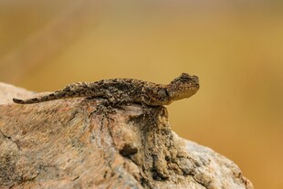 岩石上的小蜥蜴