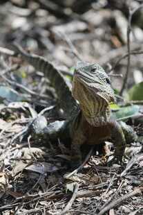 野外栖息的蜥蜴
