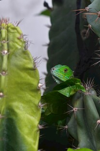 仙人掌上的绿色蜥蜴
