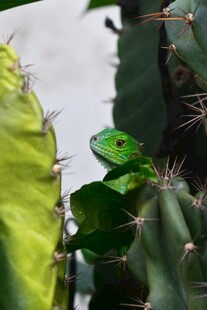 仙人掌上的绿色蜥蜴