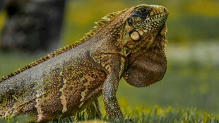 奇特蜥蜴展现野性之美