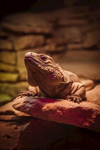 蜥蜴栖息于多彩叶片上