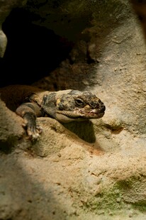 洞穴中的蜥蜴特写