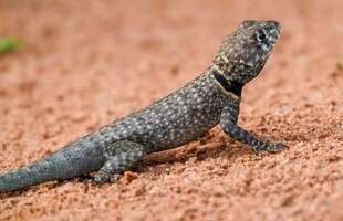 沙漠中的灰色蜥蜴