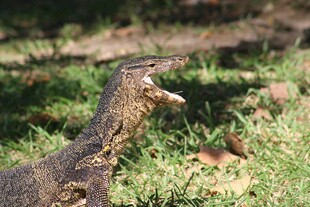 张嘴的蜥蜴于草地